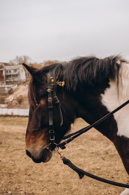 Retrato de un caballo en un establo y en la naturaleza Sonrisa de caballo Caballo mostrando los dientes caballo sonriente caballos divertidos cara de animal divertido reír animal mirar en el marco