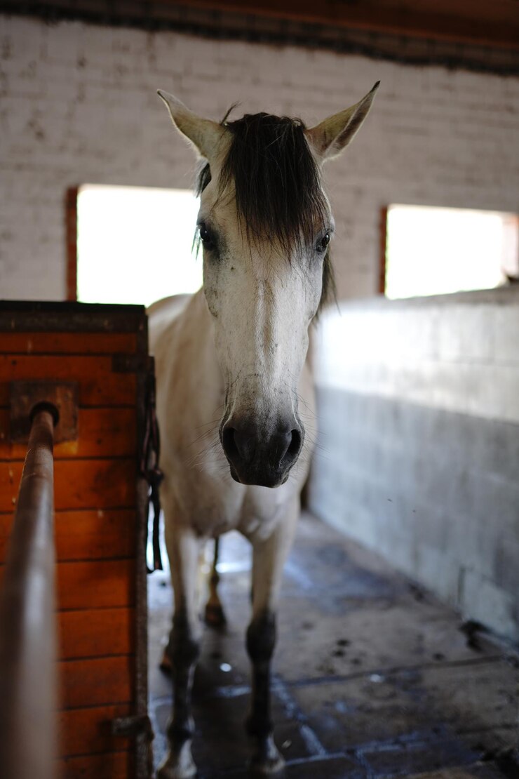 Foto retrato de un caballo en el establo