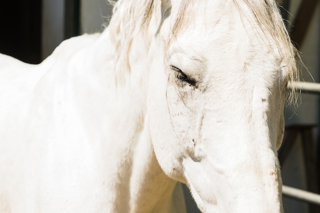 Retrato de caballo en el exterior.