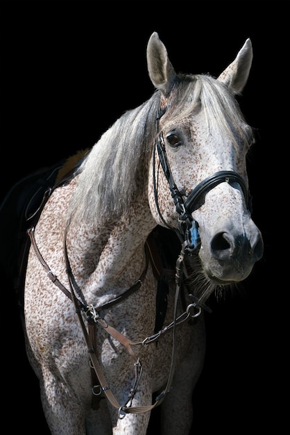 Retrato de un caballo gris en equipo de equitación sobre un fondo negro