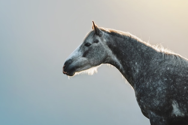 Retrato de un caballo gris en manzanas sobre un fondo de montañas
