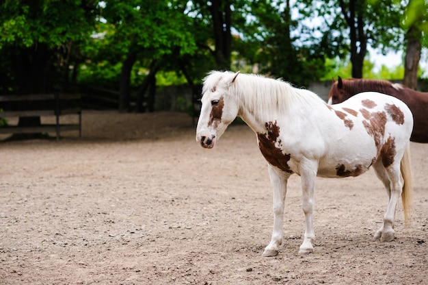 Retrato de un caballo con hermosos ojos azules inusuales