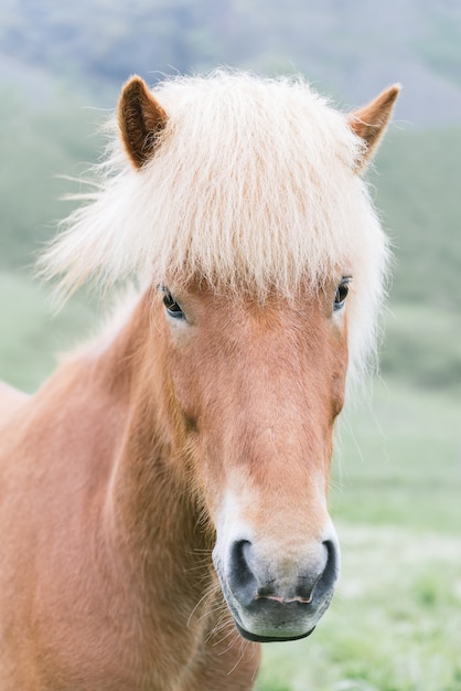 Retrato de un caballo islandés marrón con una hermosa melena. Foto en colores pastel claros