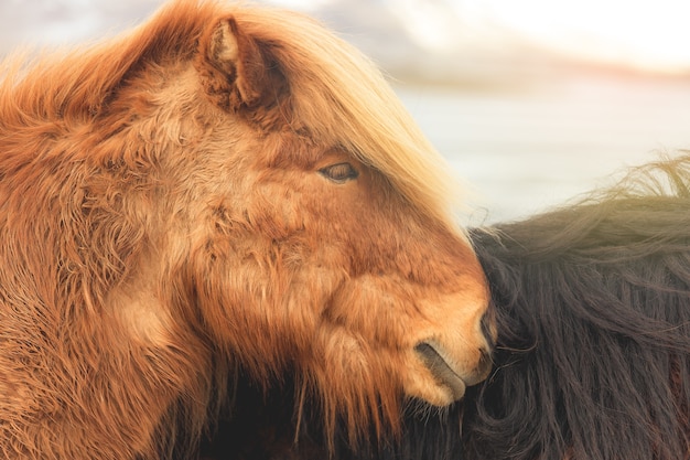 Retrato del caballo islandés marrón en invierno Islandia