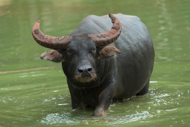 Foto retrato de un caballo en un lago