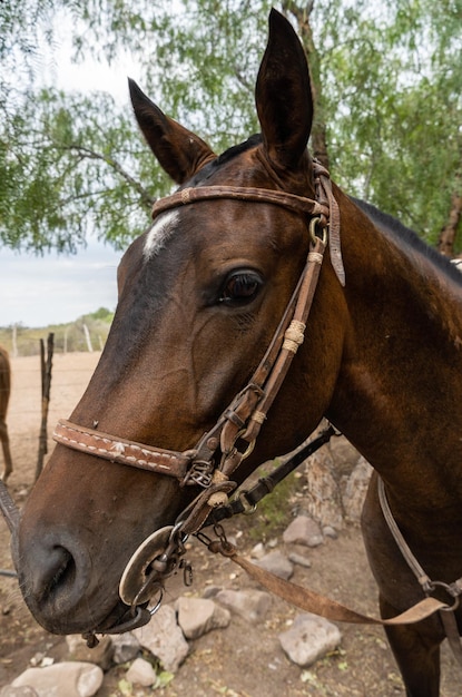 Retrato de caballo listo para galopar