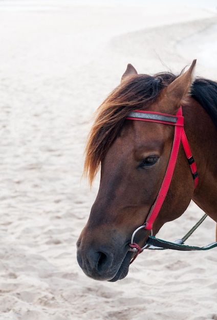 Retrato de caballo marrón hermoso caballo potro árabe en la playa de Tailandia