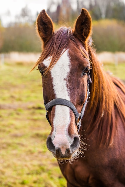 Foto retrato de caballo marrón en la naturaleza