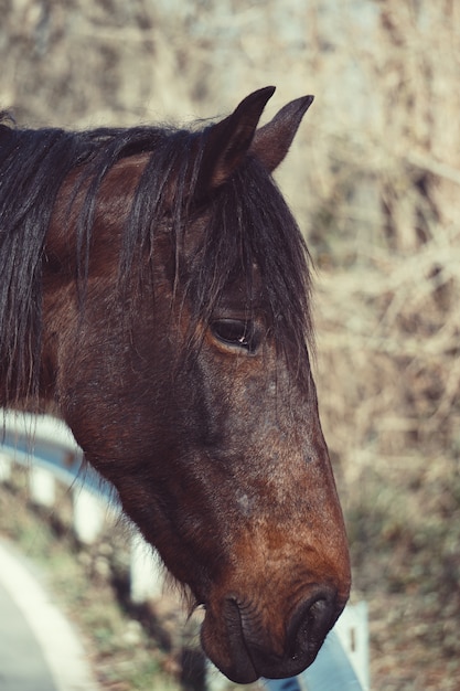 Retrato de caballo marrón en el prado en la naturaleza