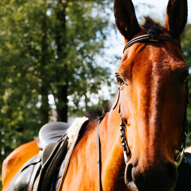 Retrato de caballo marrón con riendas y silla de montar se encuentra al aire libre y mira a la cámara. Primer plano de la cabeza de caballo, tema animal.