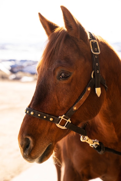 Foto retrato de caballo marrón