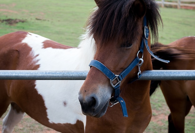 Retrato de caballo marrón