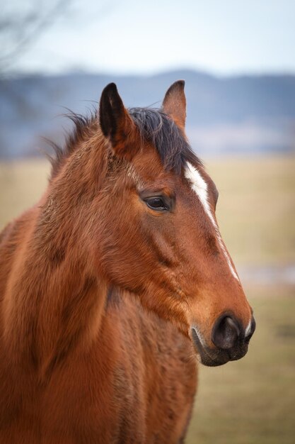 Retrato de caballo marrón