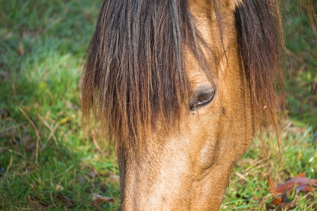 retrato de caballo marrón