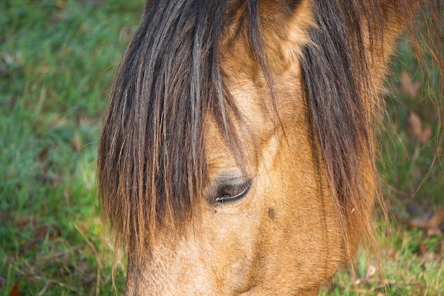 retrato de caballo marrón