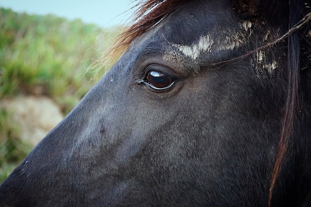 retrato de caballo marrón