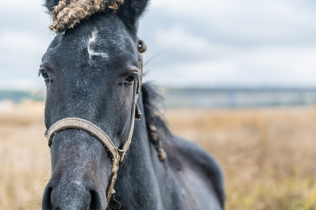 Retrato de un caballo negro. Primer plano, retrato, de, un, caballo