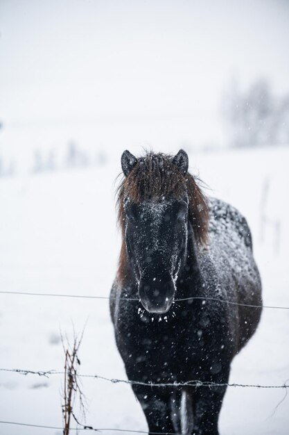 Retrato de caballo negro sobre la nieve en Islandia