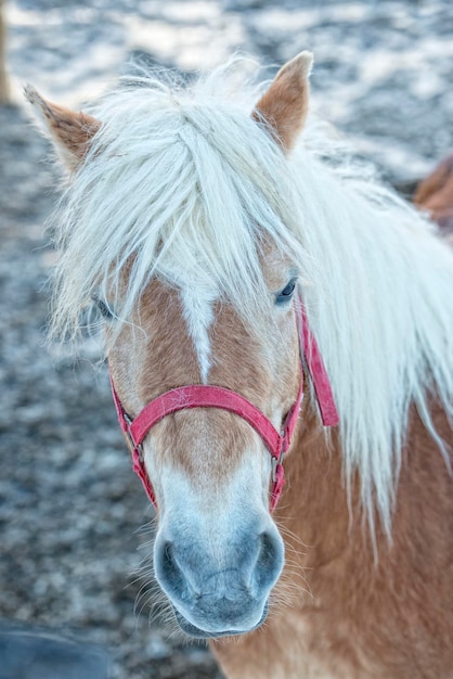 Retrato de caballo en la nieve blanca mientras te mira