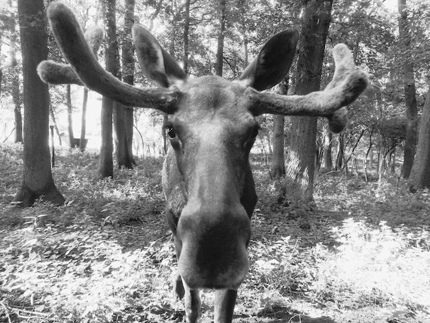 Foto retrato de un caballo de pie en un campo en el bosque