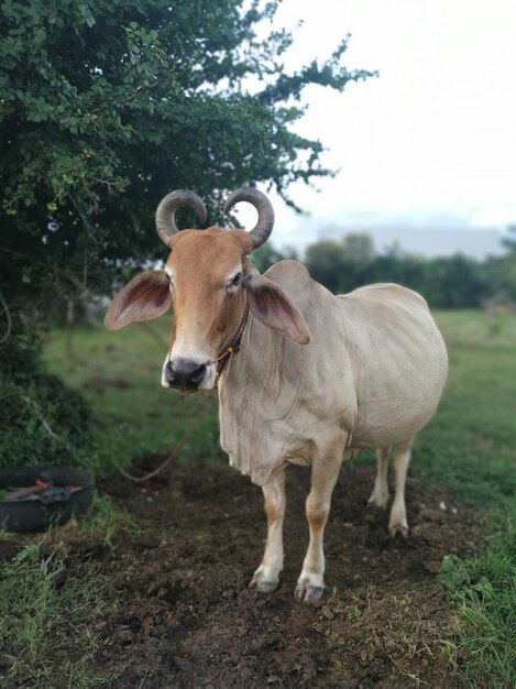 Retrato de un caballo de pie en el campo.