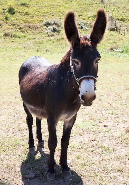 Retrato de un caballo de pie en el campo