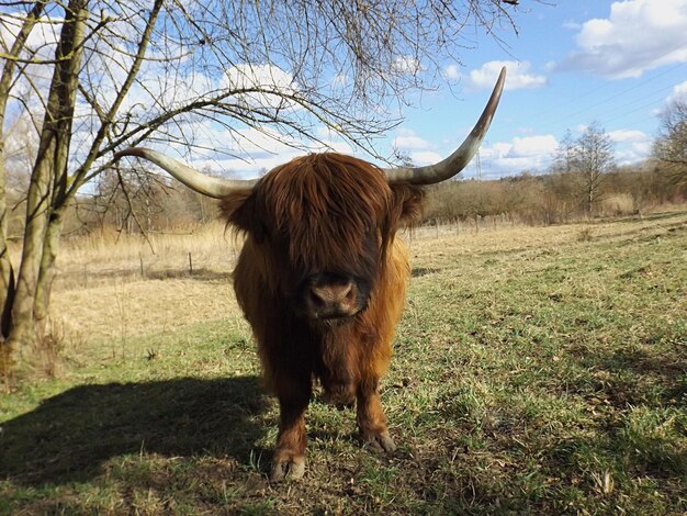 Foto retrato de un caballo de pie en el campo