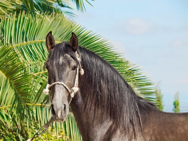 Foto retrato de un caballo de pie junto a los árboles contra el cielo