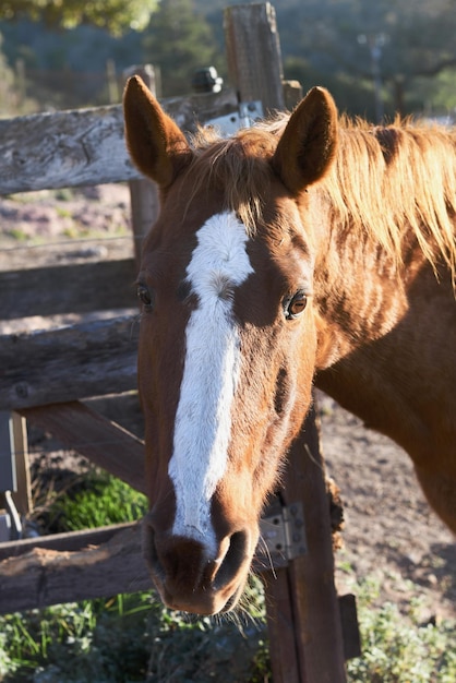 Foto retrato de un caballo de pie en madera