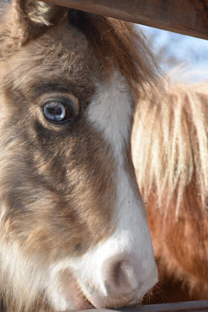 Foto retrato de un caballo en primer plano