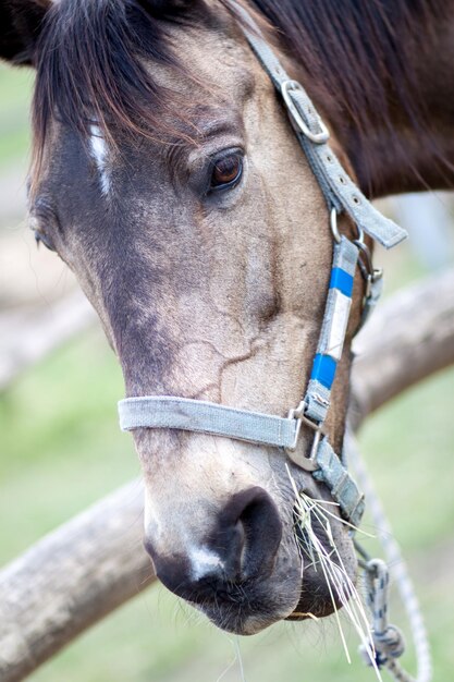 Retrato de un caballo en primer plano