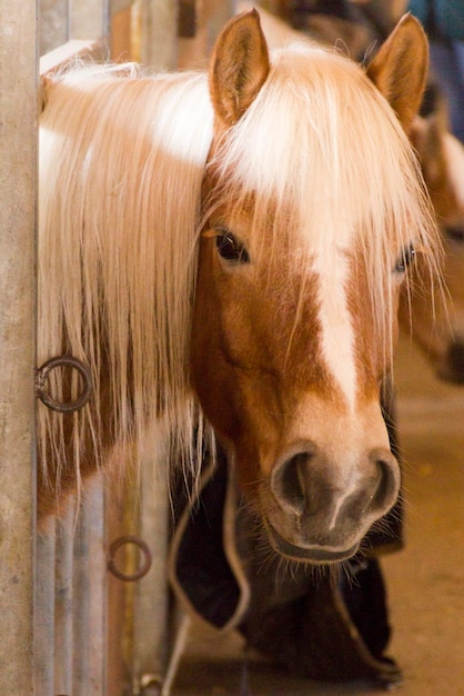 Retrato de un caballo en primer plano
