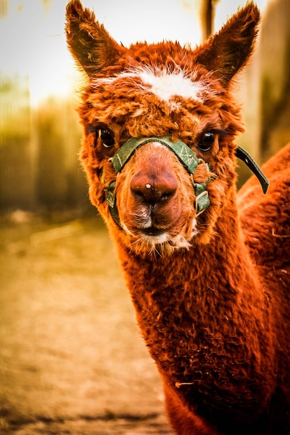 Retrato de un caballo en primer plano