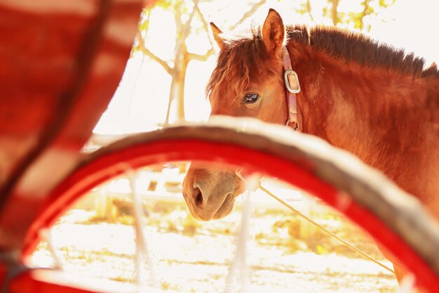 Foto retrato de un caballo en primer plano