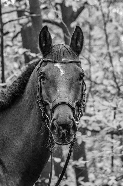 Foto retrato de un caballo en primer plano