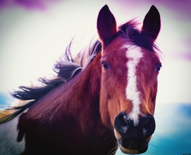 Retrato de un caballo en primer plano