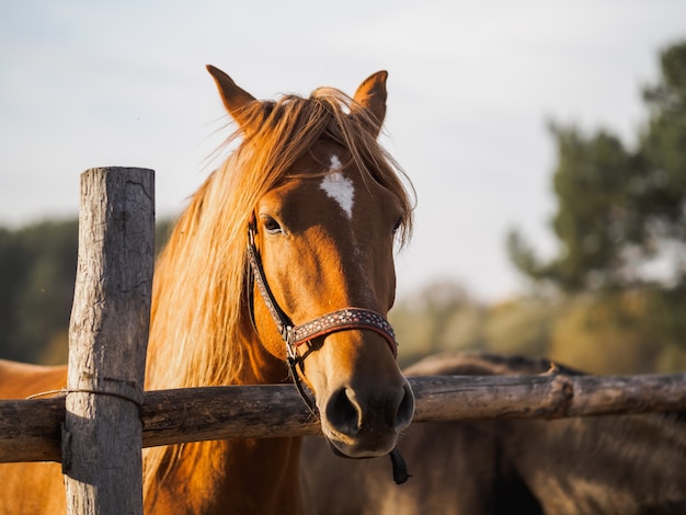 Retrato de un caballo de pura sangre en un aviario al aire libre.