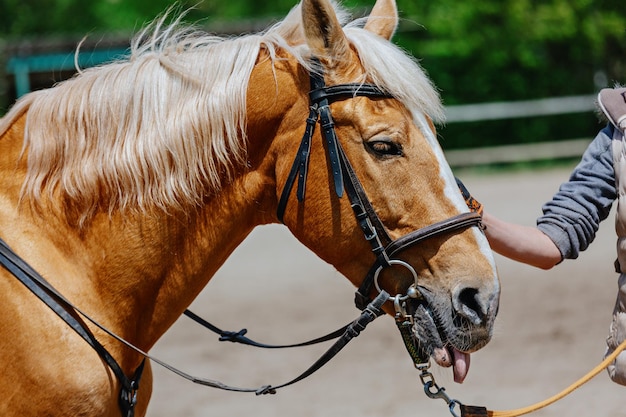 Retrato de un caballo rojo en una brida