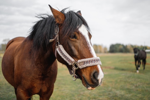 Retrato de un caballo rojo en un campo verde Dos animales en el fondo del bosque