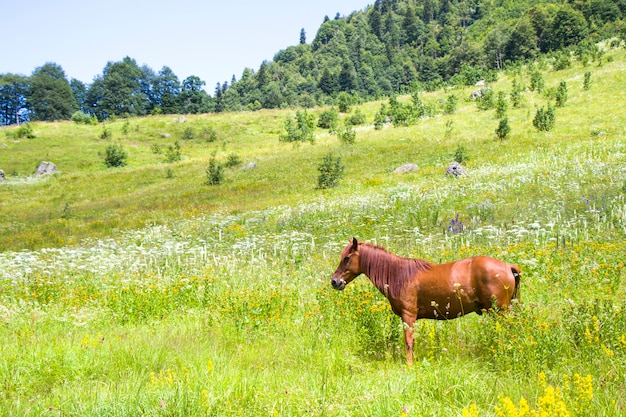 Retrato de caballo rojo en el valle, Svaneti