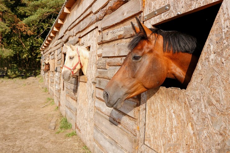 Foto retrato de un caballo ruiseñor mirando por una ventana del establo