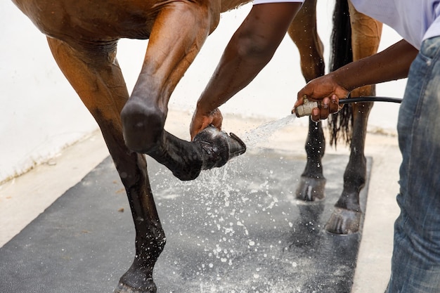 Retrato de caballo en spray de agua Ducha de caballos en el establo