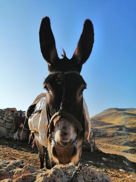 Foto retrato de un caballo en tierra