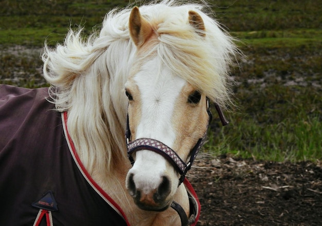 Retrato de un caballo