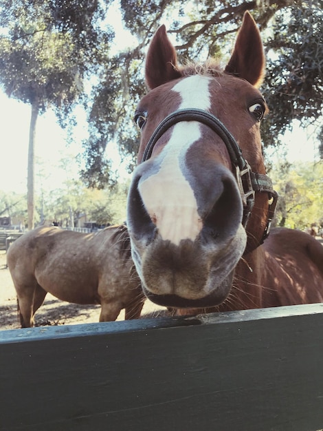 Foto retrato de caballos de pie junto a un árbol contra el cielo