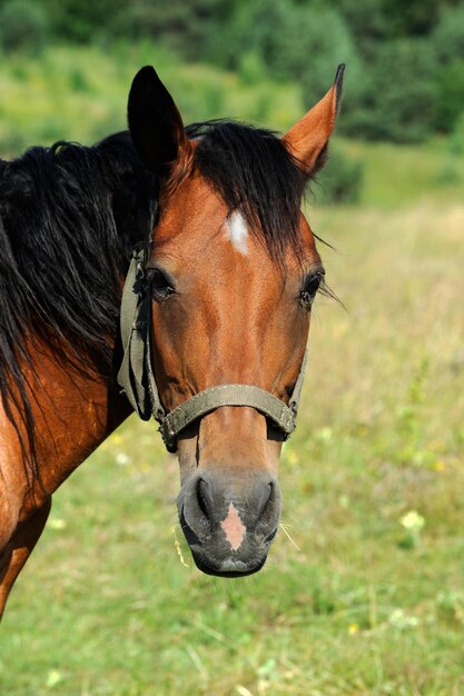 Foto de Frente Da Cabeça De Cavalo e mais fotos de stock de Cavalo