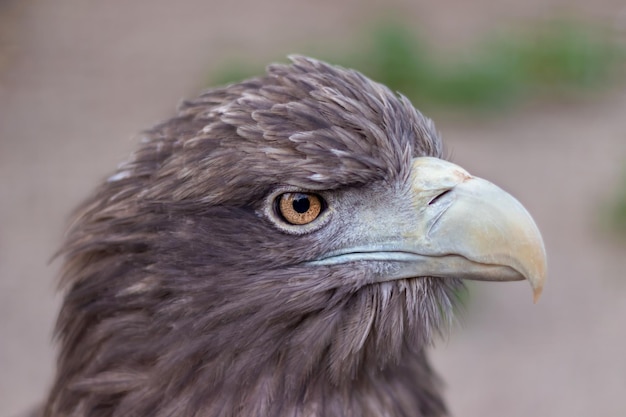 Retrato de la cabeza de un águila de perfil sobre un fondo borroso