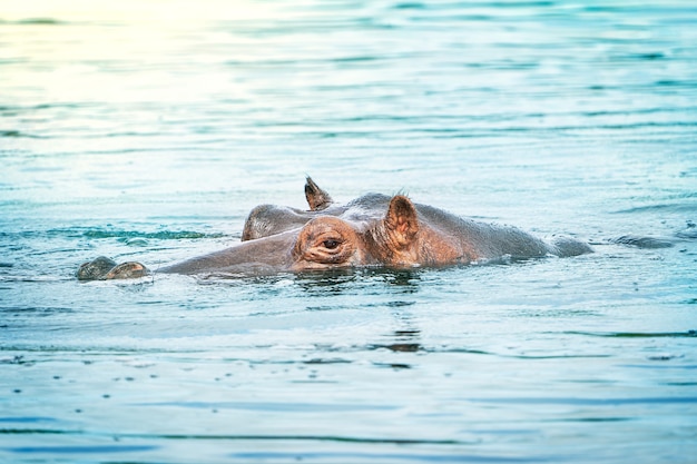 Retrato de cabeza de animal único de hipopótamo de color gris descansando pacíficamente en el agua azul del estanque