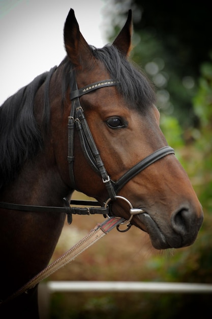 Retrato de cabeza de caballo en el arnés de cerca