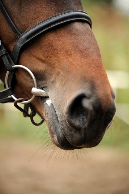 Retrato de cabeza de caballo en el arnés de cerca